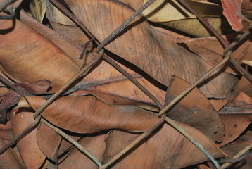 Fototapeta na wymiar metal and leafs