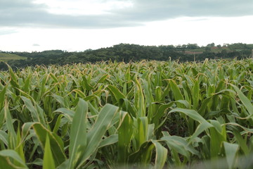 corn plantation rural farm green