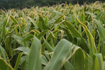corn plantation rural farm green
