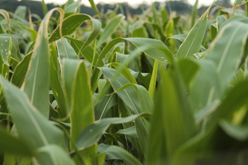 corn plantation rural farm green