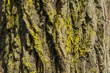 Background bark tree.  Wooden texture with copy space
