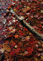 落葉で染まった池 / 紅葉・楓・その他落葉の彩り