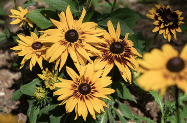 golden sunflowers are vibrant in the setting sun
