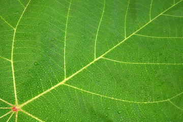 Texture of green leaf with dew drops