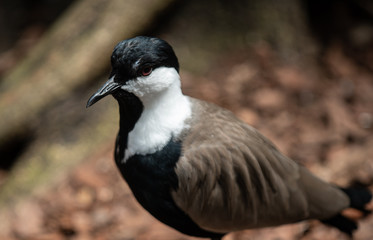 spur winged lapwing bird gets a head shot
