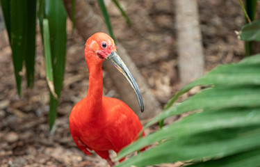 scarlet ibis gets a close up side profile