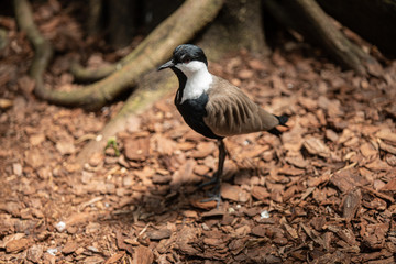 spur winged lapwing bird pauses to watch you approach