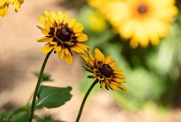 sunflowers have bloomed on a sunny day