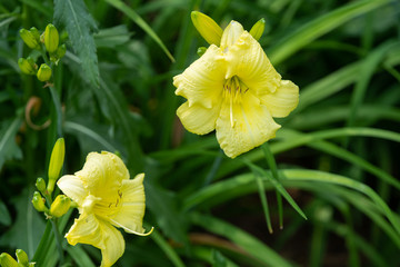 yellow flowers have bloomed in the sunshine