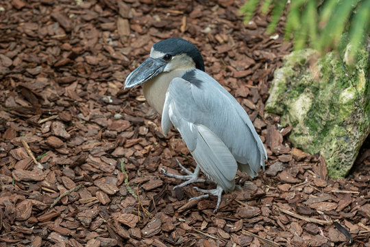 boat billed heron has spotted you taking a picture