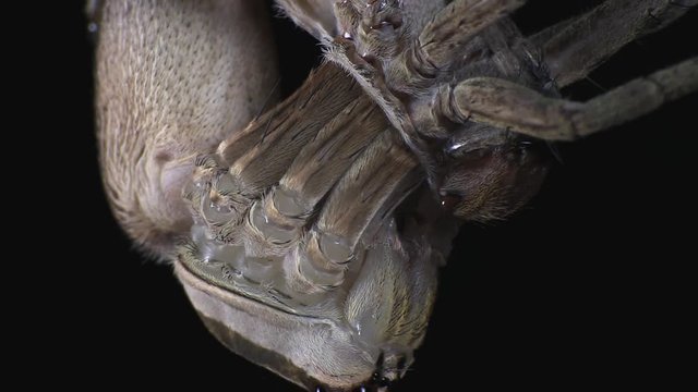Wolf spider molting its skin 1200 6