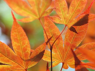 モミジの紅葉