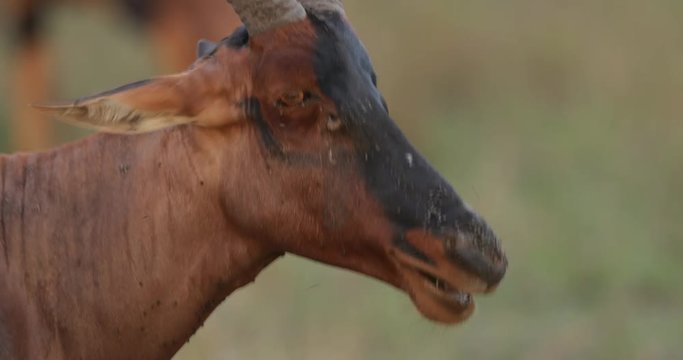 Close-up of a Topi antelope in Kenya's Maasai Mara, East Africa. With flies on the face and in the evening sun.