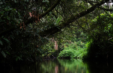 jungle water green peru river waterfall travel vacations trip