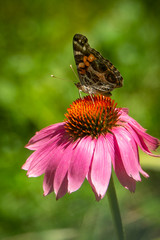 American Lady butterfly  on coneflower