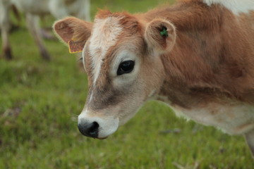  animal dutch cow rural farm green nature milky