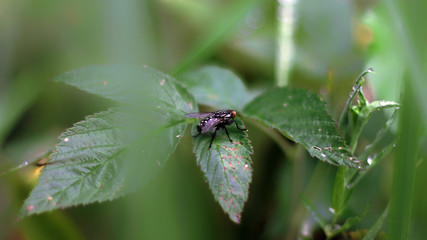 Fototapeta premium fly on a green leaf