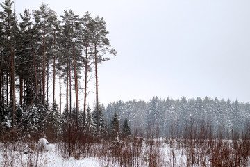 trees in winter