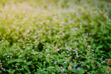 white and purple flower in the garden when golden hour