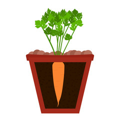 Planting carrot tree in clay pot. Leaves of carrot and root on the soil. Isolated. White background. 