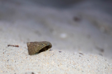 Shell in the sand