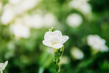white flower in the garden when golden hour
