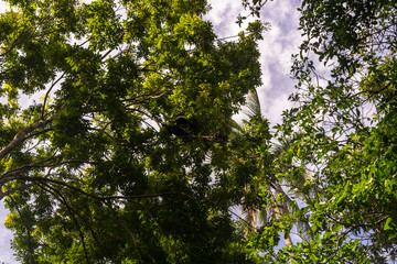 Nature, Guanacaste, Costa Rica.