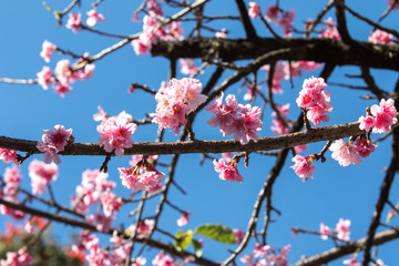Cerejeiras sakura