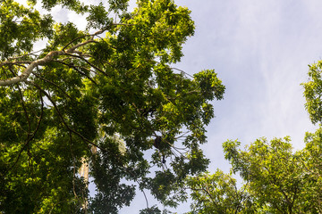 Nature, Guanacaste, Costa Rica.	