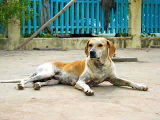 Naklejka na ściany i meble A feral dog in Mauritius and Rodrigues, Mascarenas, Indian Ocean.