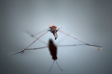 water strider