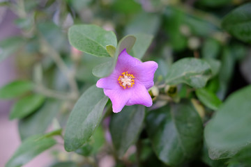 Purple flower centered on soft floral background.