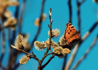 butterfly on branch