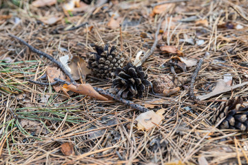 Big and small pine cones lie on the fallen needles in the garden in Russia