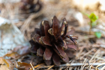 Big and small pine cones lie on the fallen needles in the garden in Russia