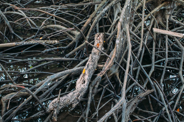 Mangrove forests are the trees that can tolerate saltwater. Mangroves are impenetrable tangle their above and below water roots. Mangrove Trees are growing in Brackish water and covered on mud.