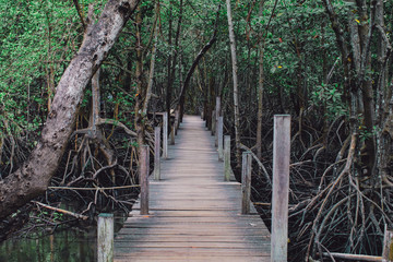 Wooden path way among the Mangrove forest, Thailand