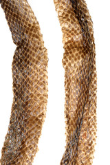 Close-up of Snake Skin on White Background