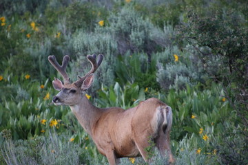 Deer