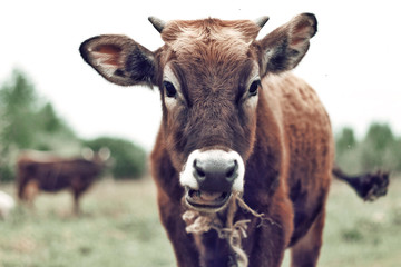 portrait of a cow