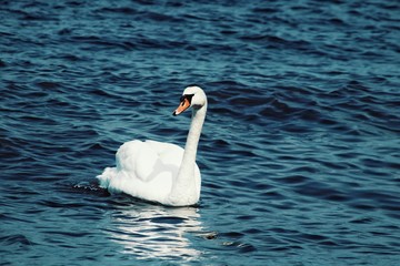 beautifull swan on the lake