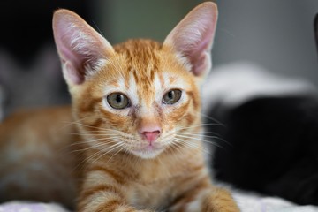 Fototapeta na wymiar Portrait of cute little orange fur kitten.
