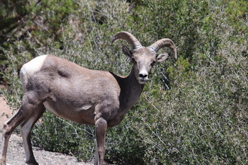 Mountain Goat
