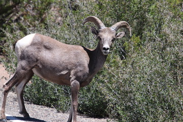Mountain Goat