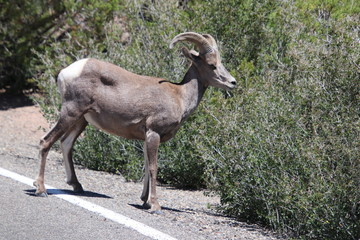 Mountain Goat