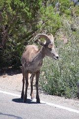 Mountain Goat
