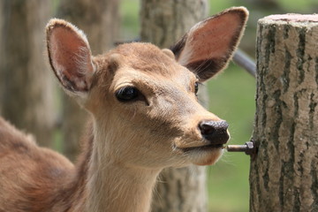 奈良公園の鹿