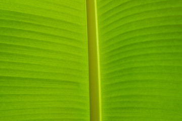 banana leaf, green leave, abstract background, 