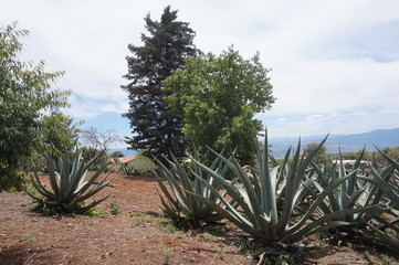 Fototapeta premium Maguey