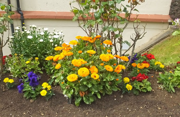 Fototapeta na wymiar Beautiful mix of Calendula Begonias Roses and flowers in walled Garden in Ireland